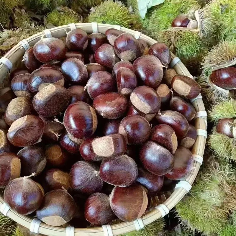 Свежие каштаны