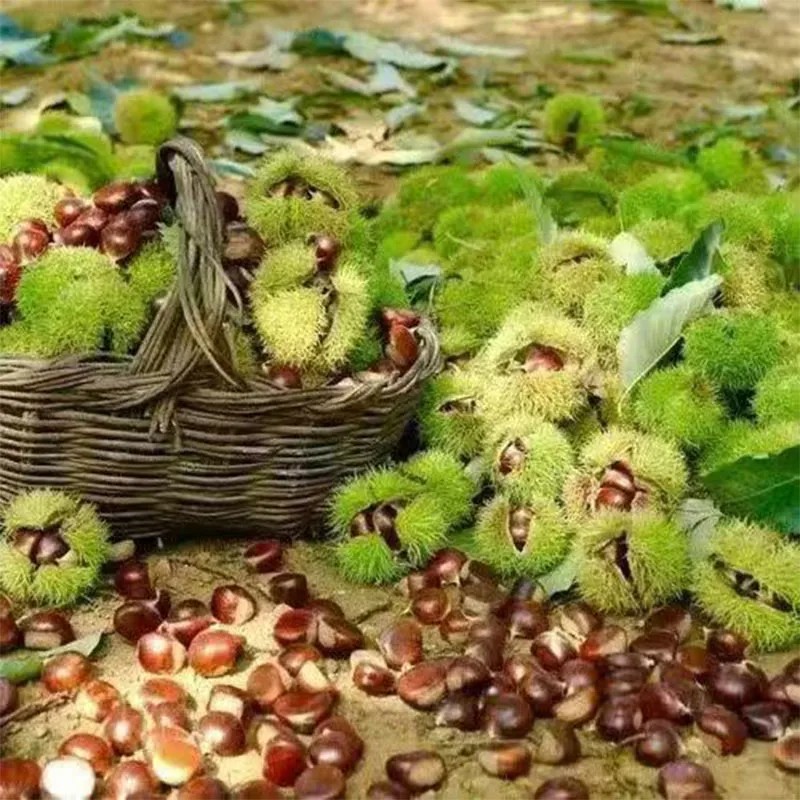 Свежие каштаны